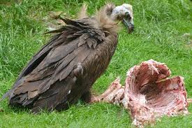 W.B.C.S.-Examination-Notes-On-–-Disinfection-And-Disposal-Of-Carcasses-–-Animal-Husbandry-Notes.