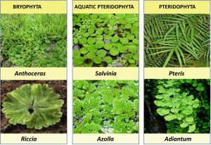 Botany-Notes-On-Distribution-Of-Cryptogams-For-W.B.C.S.-Examination