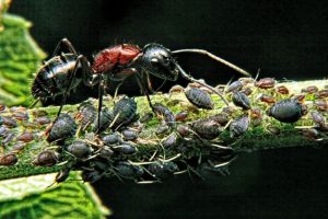 Botany-Notes-On-Physiology-Of-Parasitism-For-W.B.C.S.-Examination.