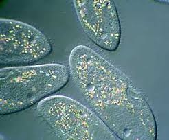 Distinctive-Features-Of-Phylum-Protozoa-Zoology-Notes-For-W.B.C.S.-Examination