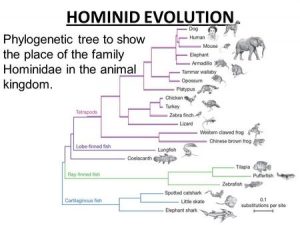 Evolutionary-Trend-In-Hominidae-Geology-Notes-For-W.B.C.S.-Examination