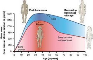 Menopause-In-Human-–-Zoology-Notes-–-For-W.B.C.S.-Examination