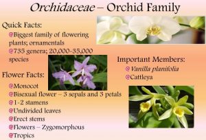 Orchidaceae-Botany-Notes-For-W.B.C.S.-Examination