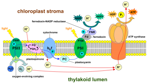 Photophosphorylation-Botany-Notes-For-W.B.C.S.-Examination.