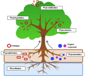 W.B.C.S.-Examination-Notes-On-Phytoremediation-Botany-Notes