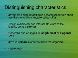 W.B.C.S.-Examination-Notes-On-Subphylum-Ciliophora-Zoology-Note