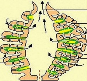 Canal-System-Of-Sycon-–-Zoology-Notes-–-For-W.B.C.S.-Examination