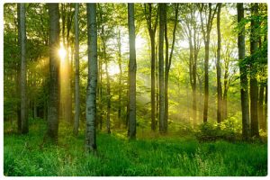 Geography-Notes-On-–-Features-Of-State-Of-Forest-Report-SFR-2011-of-Indian-Forest-–-For-W.B.C.S.-Examination
