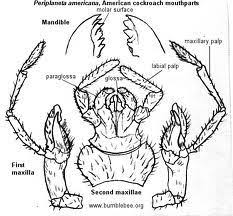 W.B.C.S.-Examination-Notes-On-–-Mouth-Parts-Of-Periplaneta-–-Zoology-Notes