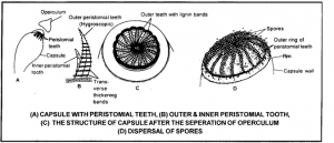 W.B.C.S.-Examination-Notes-On-–-Spore-Dispersal-In-Funaria-–-Botany-Notes