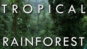 W.B.C.S.-Examination-Notes-On-–-Tropical-Rain-Forests-Of-India-–-Geography-Notes
