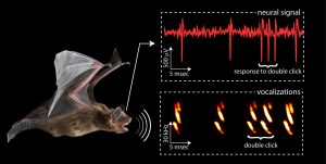Zoology-Notes-–-Short-Note-On-Echolocation-–-For-W.B.C.S.-Examination