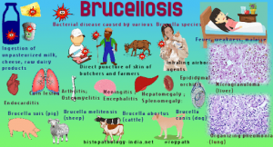Brucellosis-In-Animals-–-Animal-Husbandry-Notes-–-For-W.B.C.S.-Examination