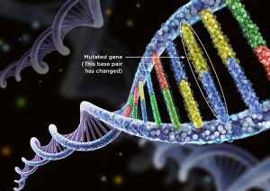 The-Relationship-Between-Mutations-And-Polymorphisms-–-Zoology-Notes-–-For-W.B.C.S.-Examination