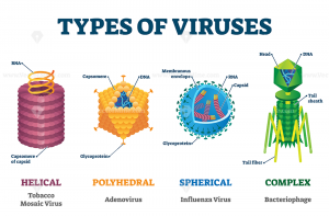 W.B.C.S.-Examination-Notes-On-–-Classification-Of-Virus-–-Animal-Husbandry-Notes