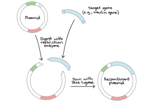 W.B.C.S.-Examination-Notes-On-–-Gene-Cloning-And-PCR-–-Zoology-Notes